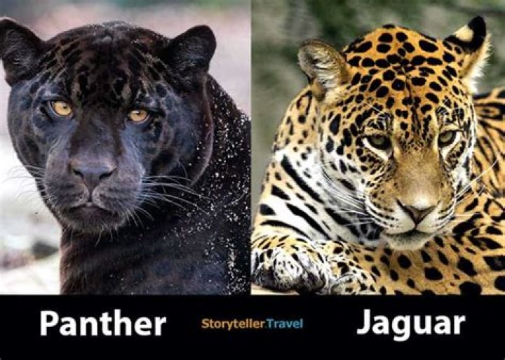 Are jaguars and panthers in the same family?