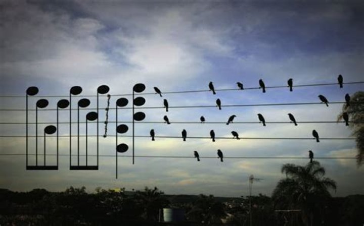 Can birds hear music?