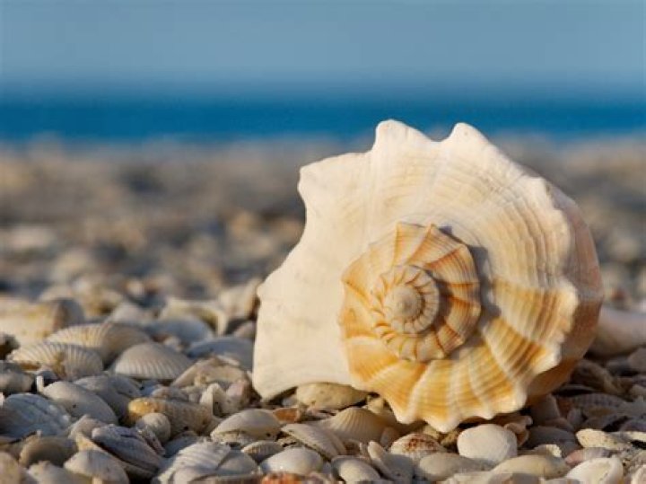 Can you take conch shells from the Keys?