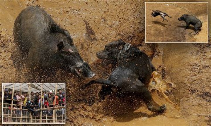 Do dogs fight to the death?
