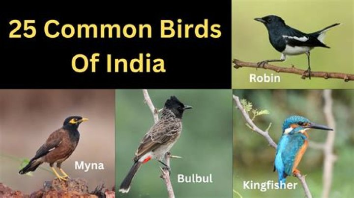 How common is English in India?