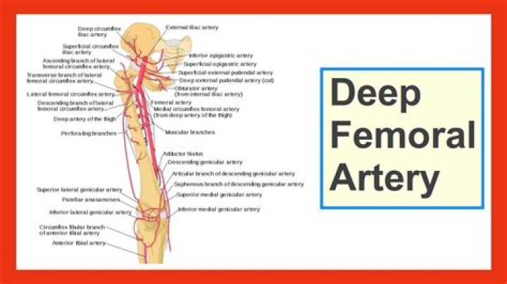 How deep is the femoral artery in your leg?
