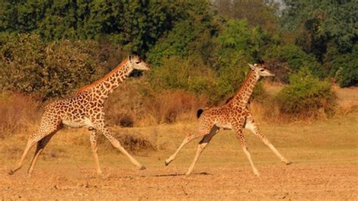 How fast can a giraffe run?