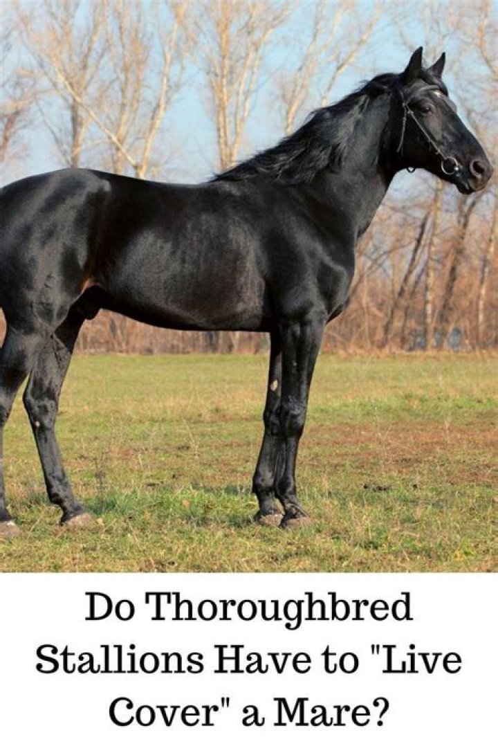 How many times should a stallion cover a mare?