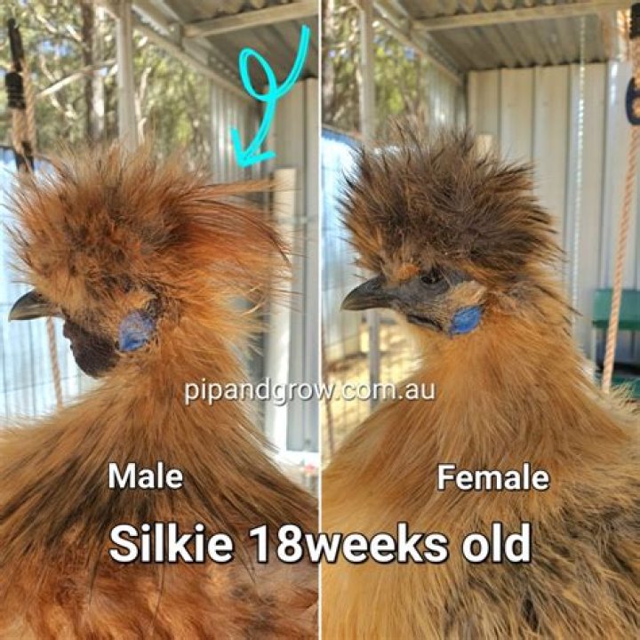 Is Silkie a boy or a girl?