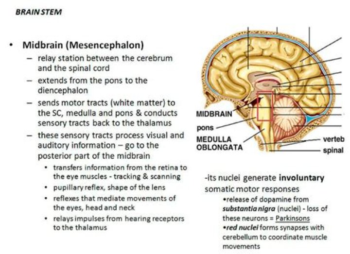 What does the midbrain regulate?