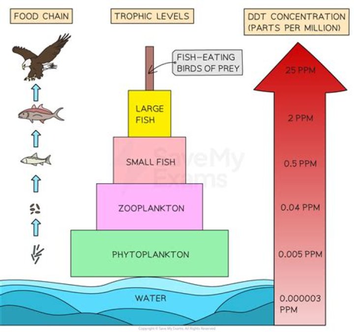 What effect can food chains have on the concentration of a pollutant?