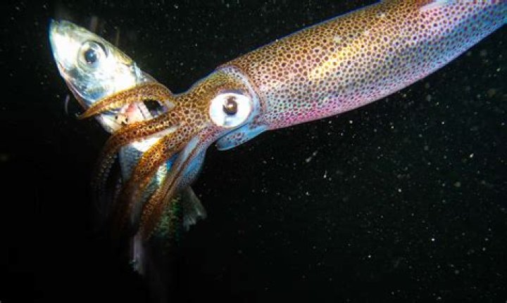 What happened to the squid in Sing?