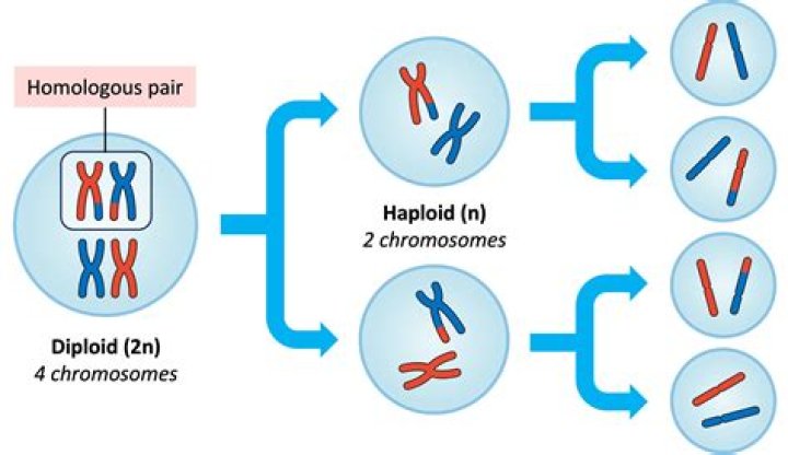 What happens to the chromosomes during allopolyploidy?