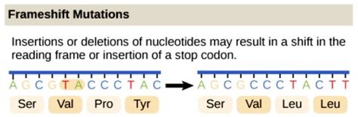 Which of the statements applies to frameshift mutations?