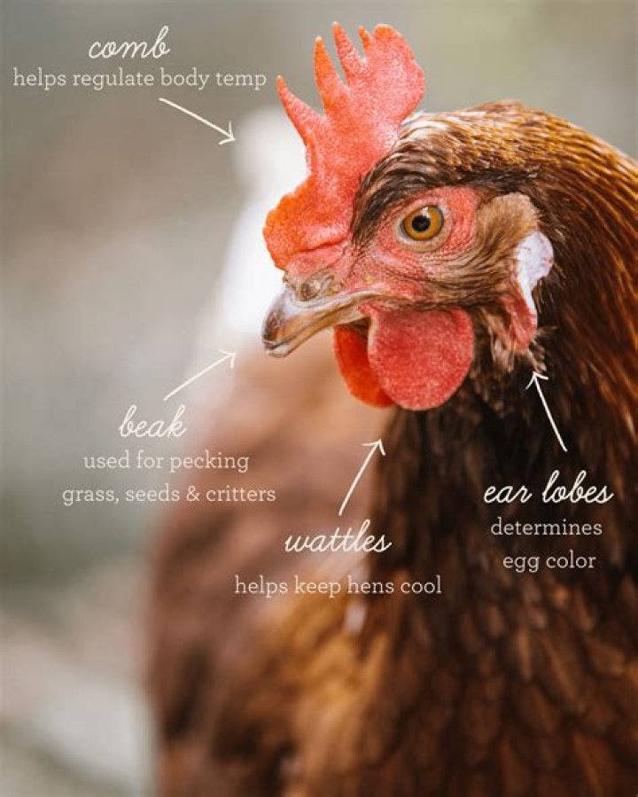 Why are my hens picking on my rooster?