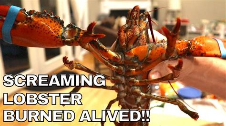 Why is lobster cooked alive?