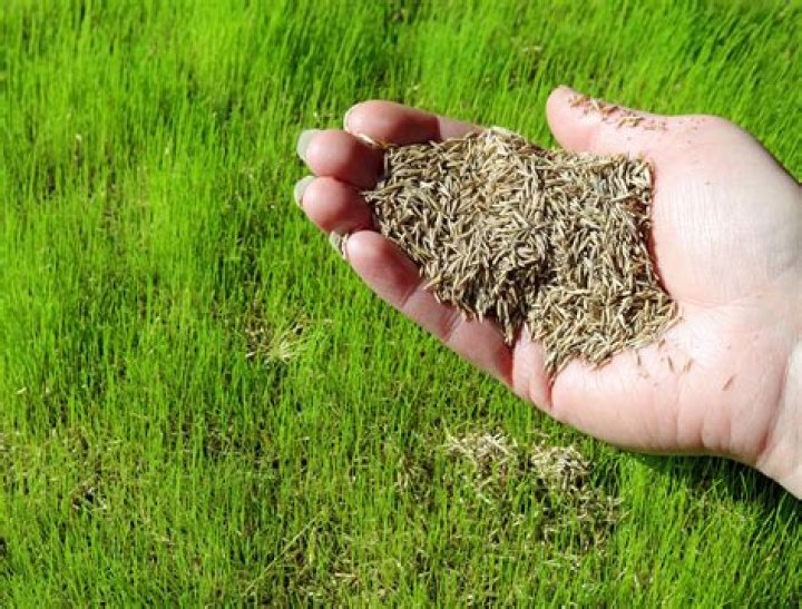Will grass seed grow without watering?